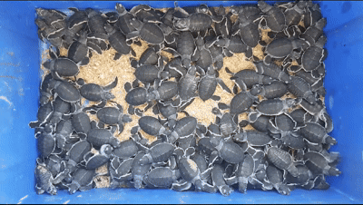 Turtles